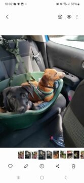 Solid Color Two-in-one Pet Car Seat Belt Nylon Lead Leash Backseat Safety Belt Adjustable Dogs Harness Collar Pet Accessories review