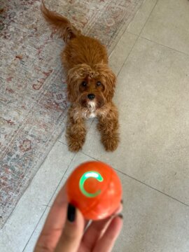 Smart Dog-Cat Toy Ball Electronic Interactive Pet Toy Moving Ball USB Automatic Moving Bouncing for Puppy Birthday Gift Cat Products review