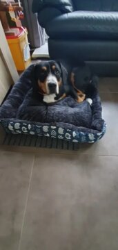 Pet Dog Bed Sofa Mats Pet Products Coussin Chien Animals Accessories Dogs Basket Supplies For Large Medium Small House Cat Bed review