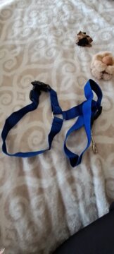 Solid Color Two-in-one Pet Car Seat Belt Nylon Lead Leash Backseat Safety Belt Adjustable Dogs Harness Collar Pet Accessories review