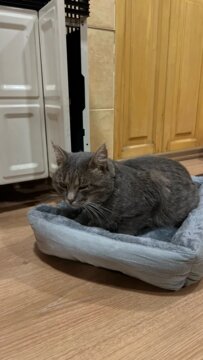 Bed for Cats Pet Products Cushions Kitten Goods Accessories Dog All Houses Supplies Things Accessory Habitats Basket House Beds review