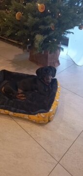 Pet Dog Bed Sofa Mats Pet Products Coussin Chien Animals Accessories Dogs Basket Supplies For Large Medium Small House Cat Bed review