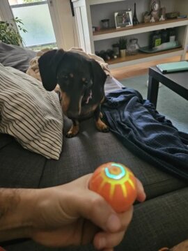 Smart Dog-Cat Toy Ball Electronic Interactive Pet Toy Moving Ball USB Automatic Moving Bouncing for Puppy Birthday Gift Cat Products review