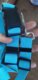 Solid Color Two-in-one Pet Car Seat Belt Nylon Lead Leash Backseat Safety Belt Adjustable Dogs Harness Collar Pet Accessories