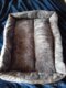 Bed for Cats Pet Products Cushions Kitten Goods Accessories Dog All Houses Supplies Things Accessory Habitats Basket House Beds