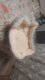 Bed for Cats Pet Products Cushions Kitten Goods Accessories Dog All Houses Supplies Things Accessory Habitats Basket House Beds