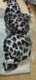 New Sexy Leopard Bikini Women Swimwear Female Swimsuit Two-pieces Bikini set Underwire Bather Bathing Suit