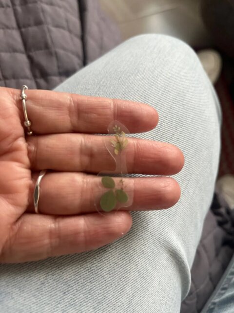 Nature-Inspired PET Transparent Sticker Set