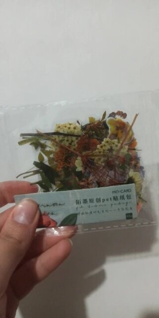 Nature-Inspired PET Transparent Sticker Set