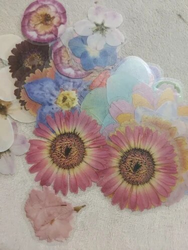 Nature-Inspired PET Transparent Sticker Set
