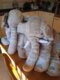 Peluche - Minoléphant