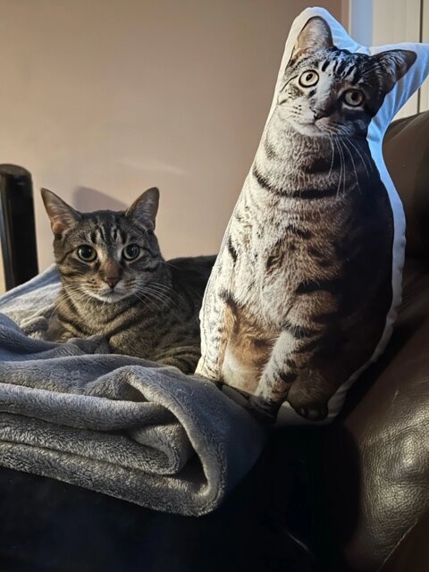 Custom Pet Pillow