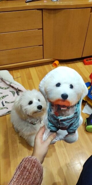 Custom Pet Pillow