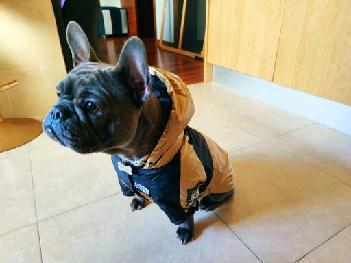 French Bulldog Waterproof Jacket | Frenchie Complex Shop