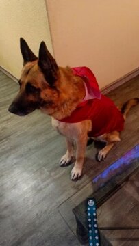 Imperméable chien |  Raincoat review