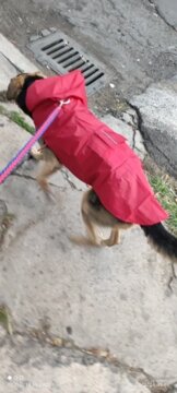 Imperméable chien |  Raincoat review