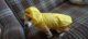 Imperméable chien |  Raincoat