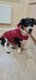 Imperméable chien |  Raincoat