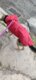 Imperméable chien |  Raincoat