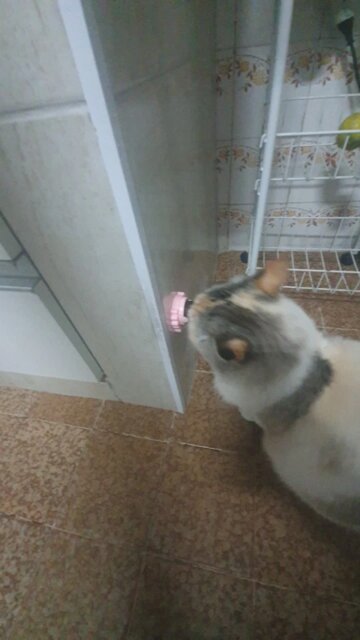 Craving Catnip Ball