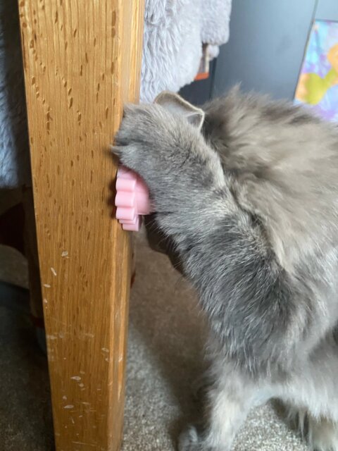 Craving Catnip Ball
