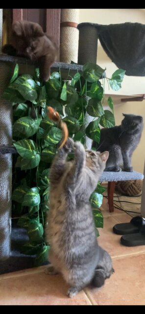 Flap N' Fly Bird Toy