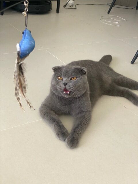 Flap N' Fly Bird Toy