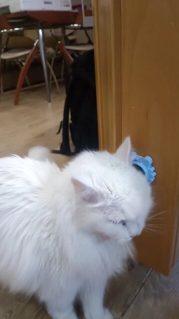 Craving Catnip Ball