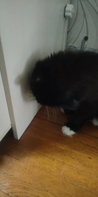 Craving Catnip Ball