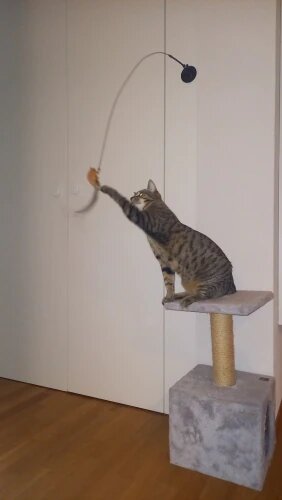 Flap N' Fly Bird Toy