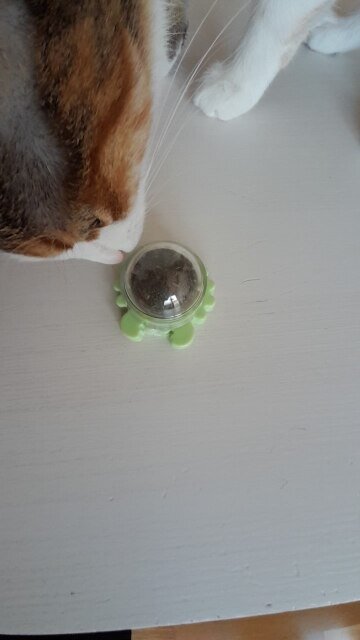 Craving Catnip Ball
