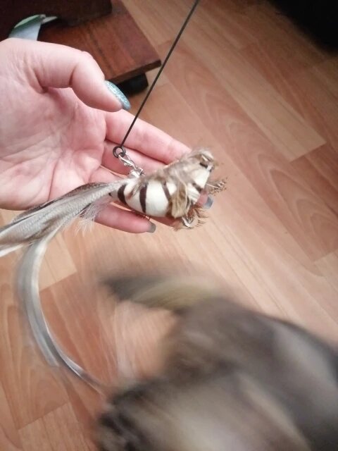 Flap N' Fly Bird Toy