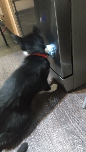 Craving Catnip Ball