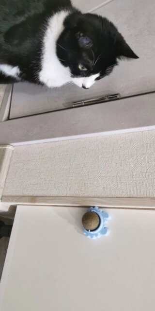 Craving Catnip Ball