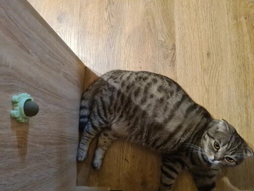 Craving Catnip Ball