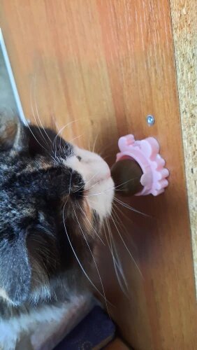 Craving Catnip Ball
