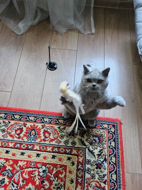 Flap N' Fly Bird Toy