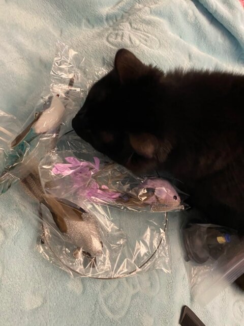 Flap N' Fly Bird Toy