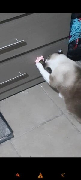 Craving Catnip Ball