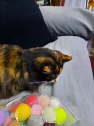 Purrfect Pom Poms