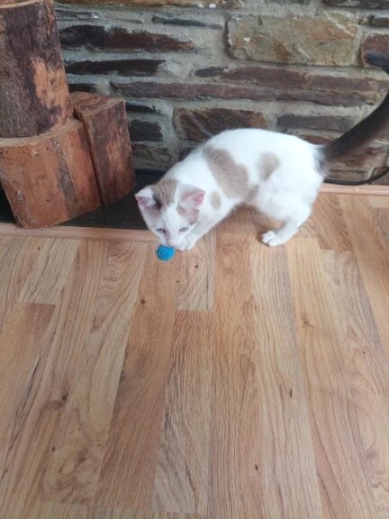 Purrfect Pom Poms