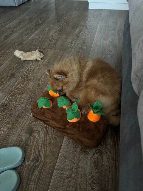 Pawfect Vegetable Chew Plush Pet Toys