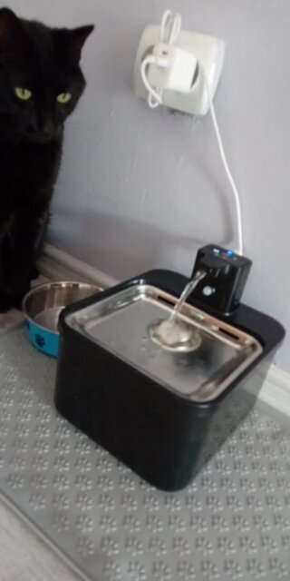 Pawfect Hydration Hub