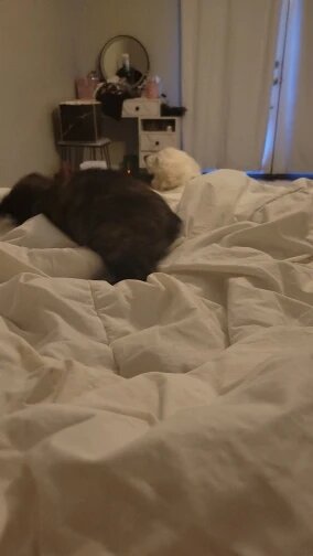 Pawfect Zoomies Laser Frenzy