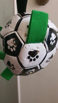 Balle de Jouet pour Chien review