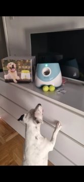 LANCEUR DE BALLS | BALL LUNCHER™ review