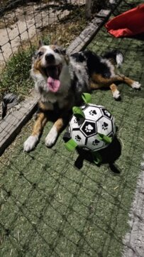 Balle de Jouet pour Chien review