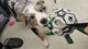 Balle de Jouet pour Chien