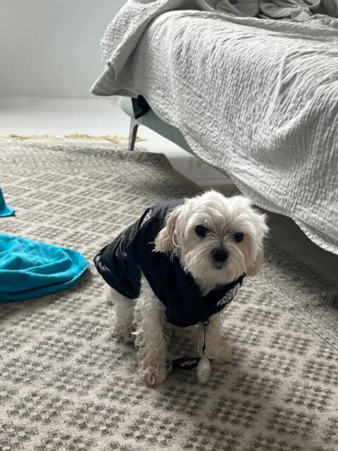 The Dog Face Retro Nuptse Bodywarmer