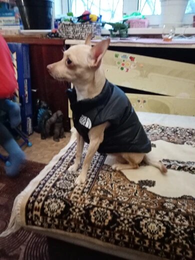 The Dog Face Retro Nuptse Bodywarmer